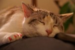 Phoebe