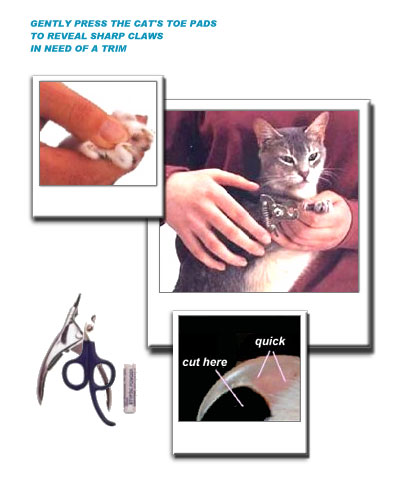 cat_claw_trimming_graphic