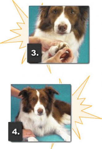 soft_claws_dog_application34