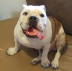 Dozer