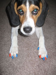 Beagle