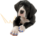 Soft Claws for Dogs